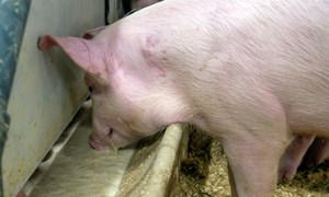 Stabilt våtfôr gir bedre kontroll i grisehuset