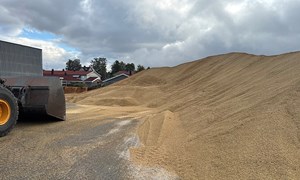 – Akkurat nå er alle kornmottak helt fulle