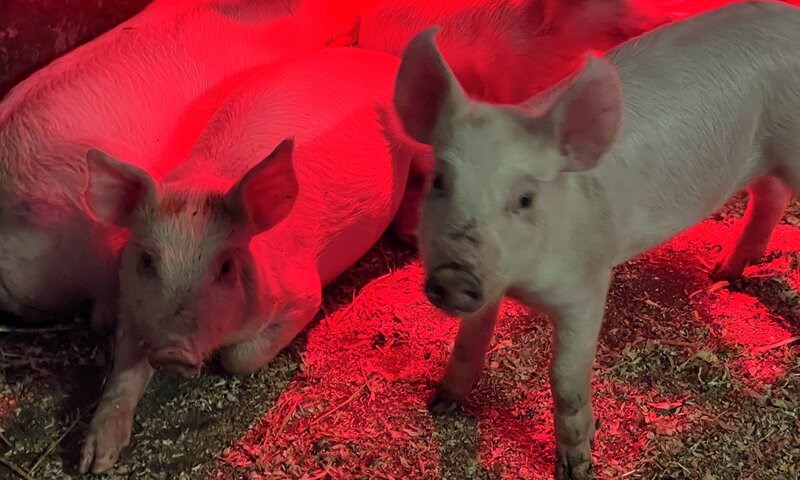 Smågris under varmelampa