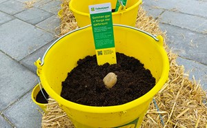 Stor økning i salget av settepoteter: – Folk vil dyrke mer selv