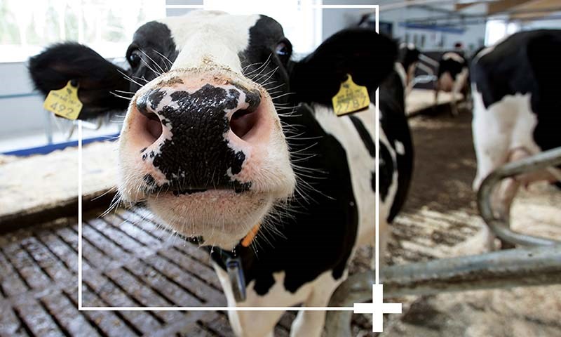 Bedre dyrehelse og økt produksjon med DeLaval Plus adferdsanalyse