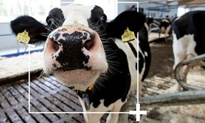 Bedre dyrehelse og økt produksjon med DeLaval Plus adferdsanalyse