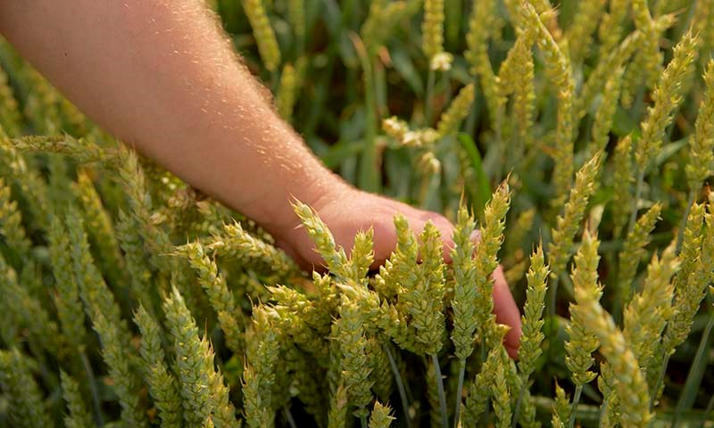 ThermoSeed-teknologien tar bærekraft på alvor