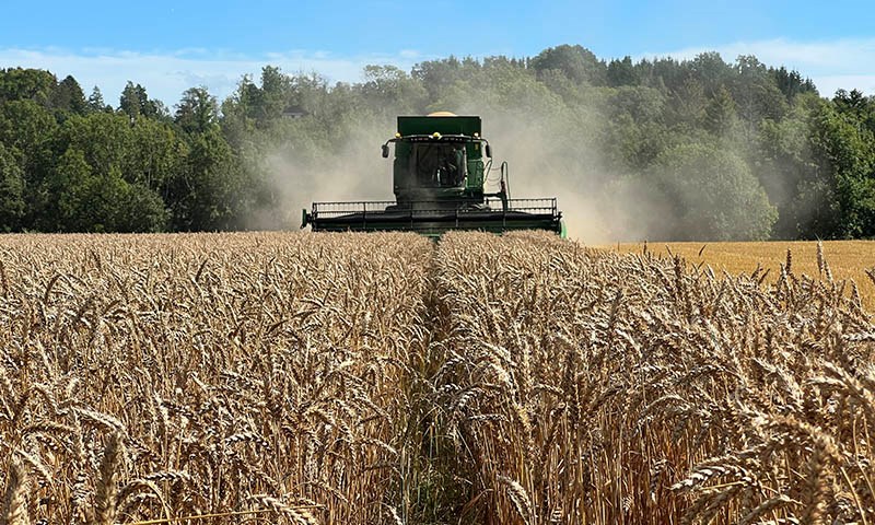 Mer hvete – bedre markedsbalanse i kornproduksjonen