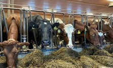 Vårt Formel-sortiment til mjølkeku