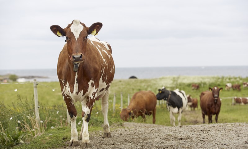 Kyr på beite