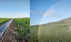 Det lønner seg å vanne havren