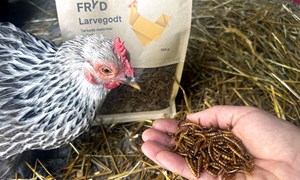 Unike melormer elskes av norske hobbyhøns