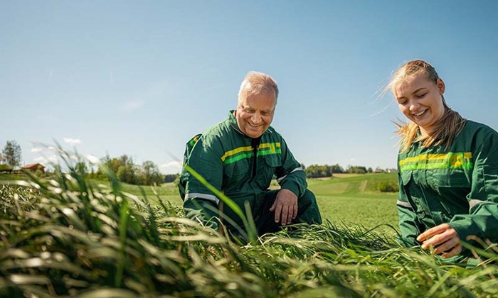 Vedlikeholdssåing av eng