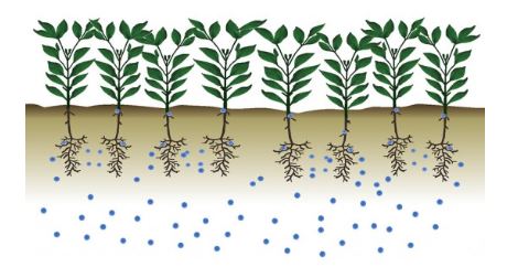 Illustrasjon: DSV Frø, Dk. Viser fangvekstblanding med få arter = tapte muligheter
