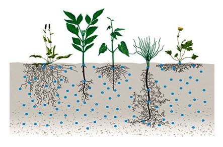 Illustrasjon: DSV Frø. DK Viser artsrikdom og økt effekt av fangvekst ved mange arter.