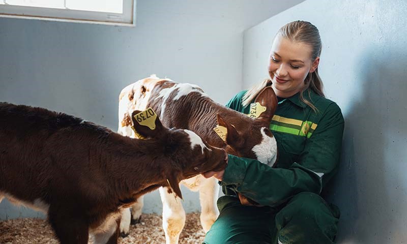 Det nærmer seg kalving – er du og kua klar?