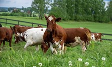Fôringsstrategi og kraftfôrvalg for en vellykket beitesesong