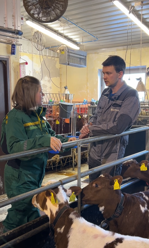 Vifte i taket over kalvebinge og to personer