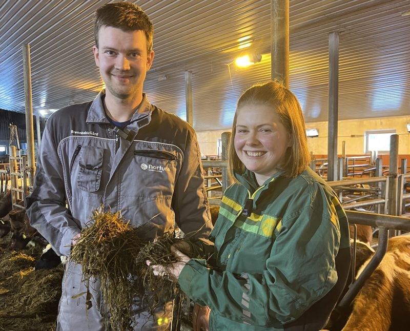 To personer på fôrbrett i kufjøs