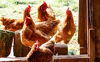 Brune høner i solskinn