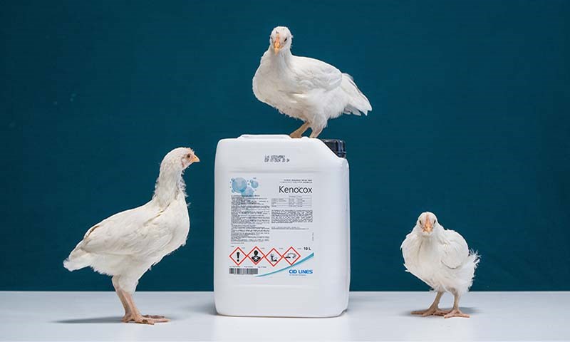 Unngå sykdom i ditt fjørfehus