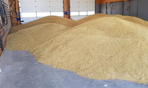 Kan proteinrikt bygg erstatte importert protein?