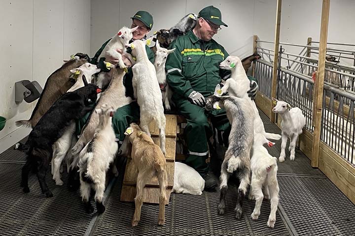 720x480 Omgitt av geiter.jpg