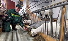 Mjølkeerstatning og grovfôr – balansen som gir sunne kje