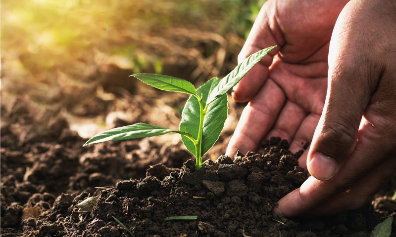 Vi skal øke andelen norske råvarer
