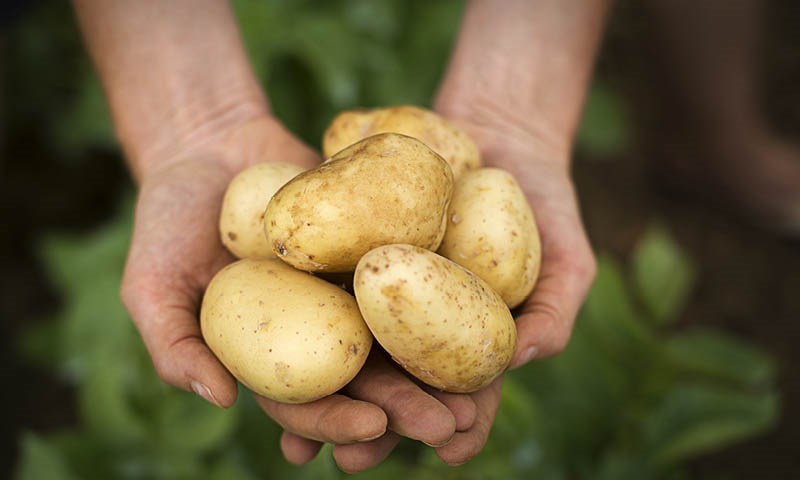 Hender som holder poteter