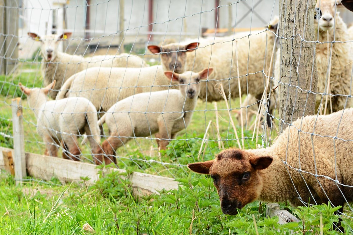 Sauer ute bak innhegning