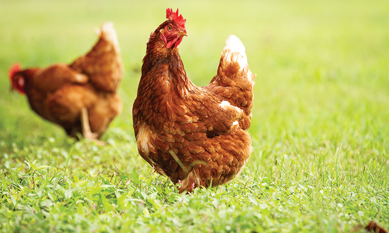 Drømmen om egne høner i hagen