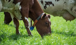 Hvorfor er godt stell av beitet så viktig?