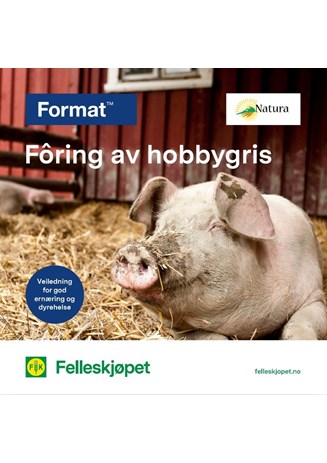 Fôring av hobbygris