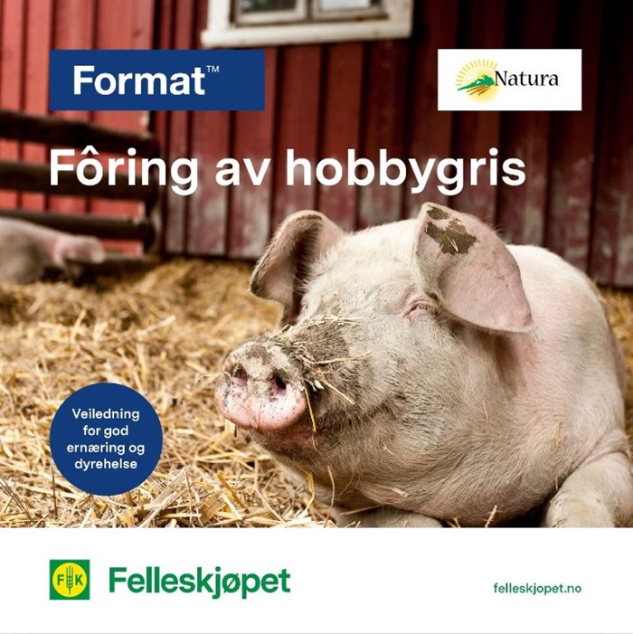 Fôring av hobbygris