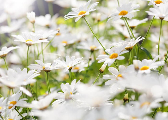 Blomster til  uteplassen