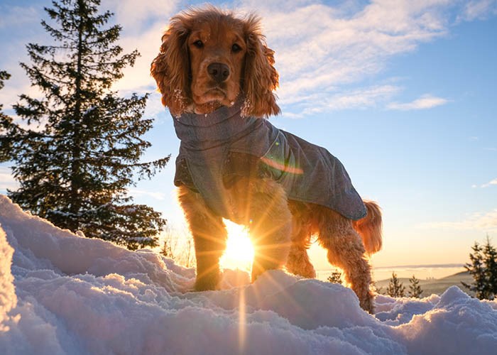 Vinterferie med hund