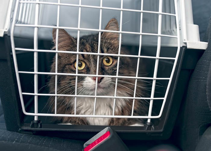 Vinterferie med katt