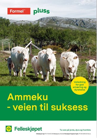 Ammeku - veien til suksess
