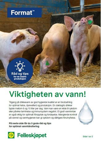 Viktigheten av vann til slaktegris