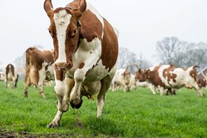 Slik lykkes du med tidlig beiteslipp