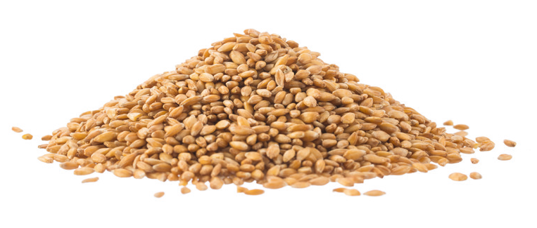 Fr&oslash; illustrasjon.png