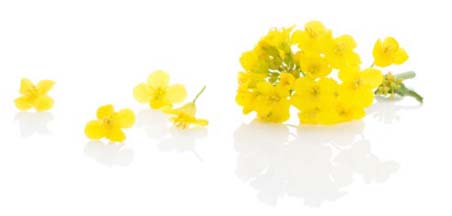 Oljefr&oslash; blomst.jpg