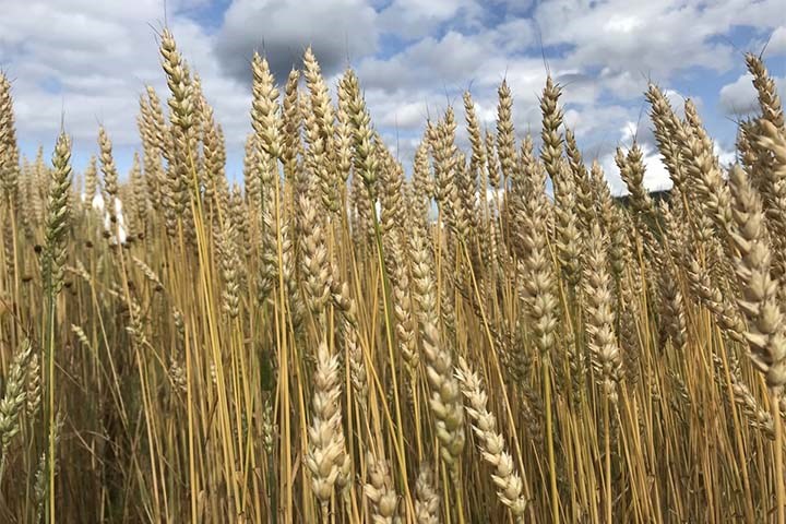 Prognose september 2024 -Kornavlingen noe mindre enn først antatt