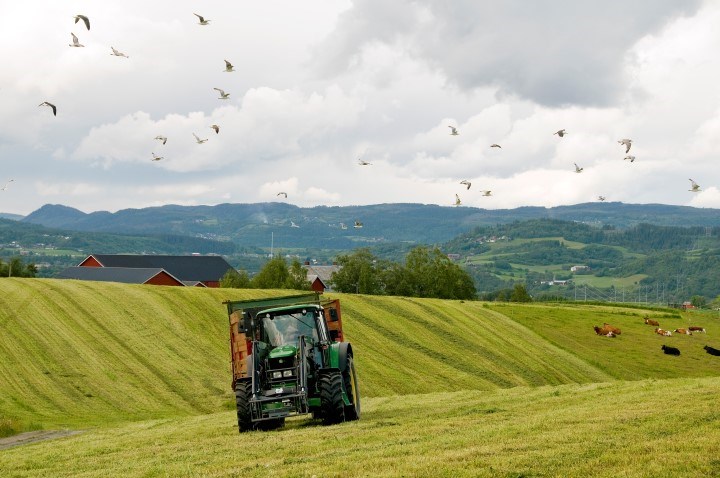 Traktor på eng. Gras-slått. Foto
