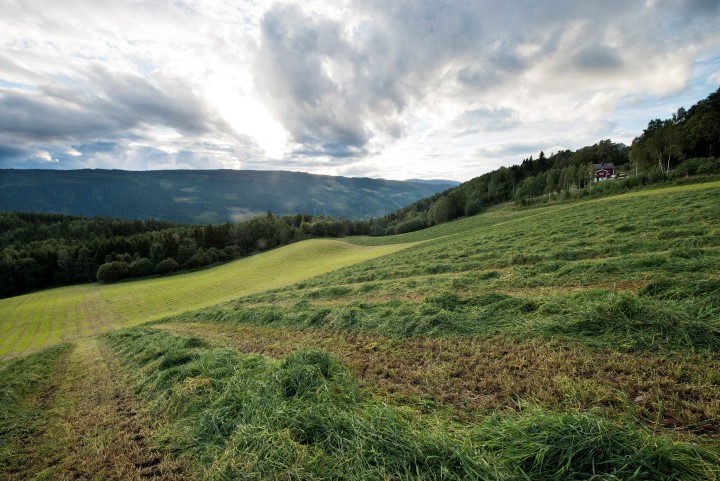 Kvaliteten i fôret sikres med ensileringsmidler