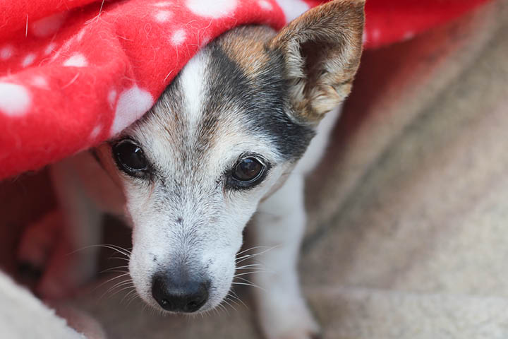 11 tips for en roligere nyttårsfeiring med hund