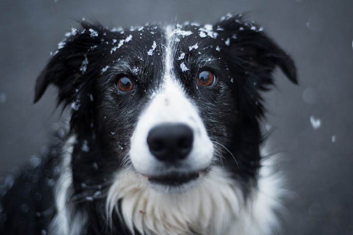 Slik ser du om hunden din fryser