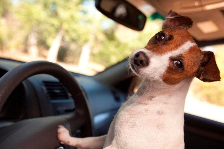Slik sikrer du hunden i bil
