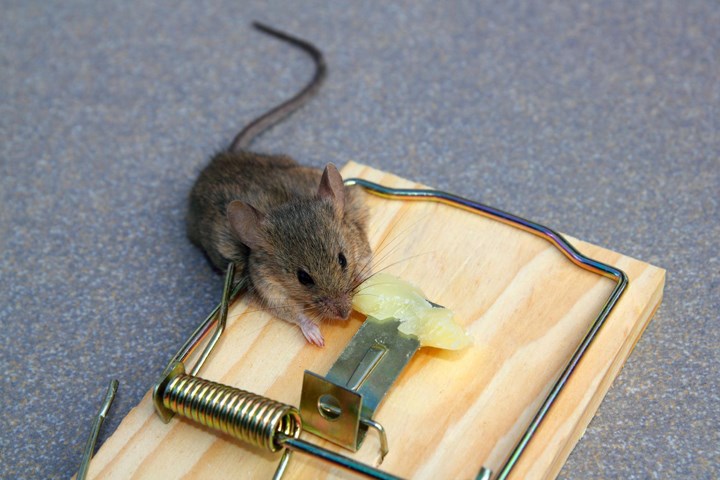 Mus i musefelle