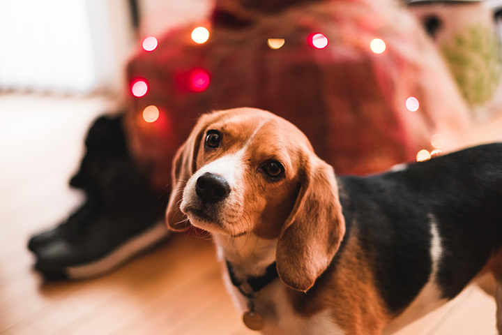 Beagle foran julepynt