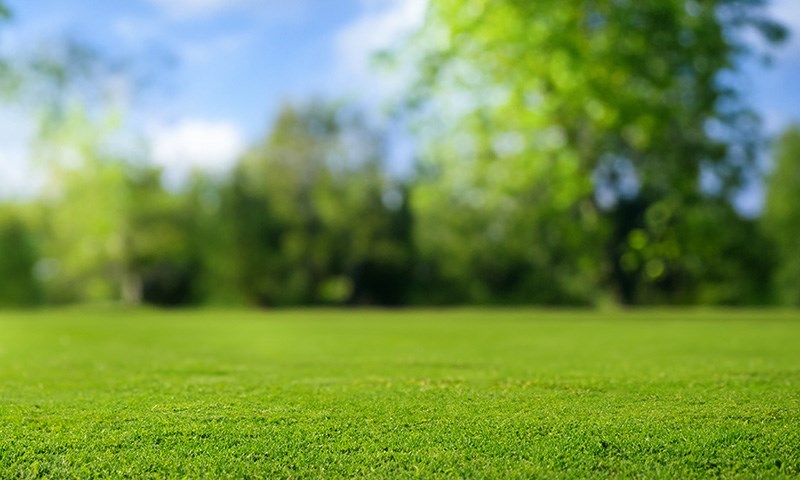 Grønt gress mot blå himmel