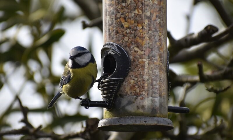 Sultne fugler på fuglebrettet