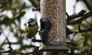 Sultne fugler på fuglebrettet